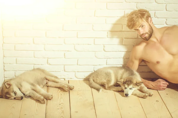 muscular man with sexy body holds husky dogs, puppy pets