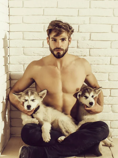 Husky köpek, köpek Evcil Hayvan seksi vücut kaslı adam tutar — Stok fotoğraf