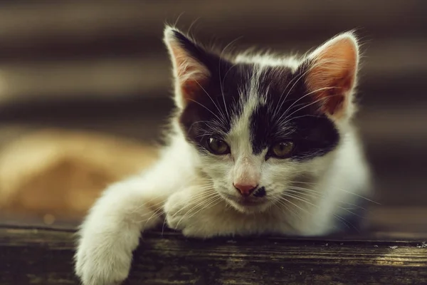 Lindo gatito gato con ojos verdes y peludo abrigo — Foto de Stock