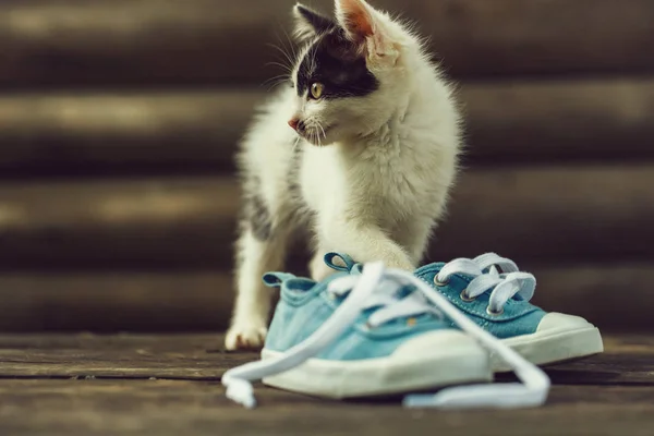Söt kattunge katt leker med blå joggingskor — Stockfoto