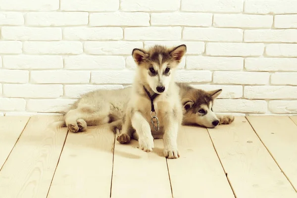 Cães husky no chão de madeira — Fotografia de Stock