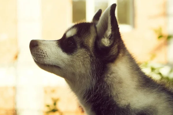 Cabeza de lindo cachorro husky —  Fotos de Stock