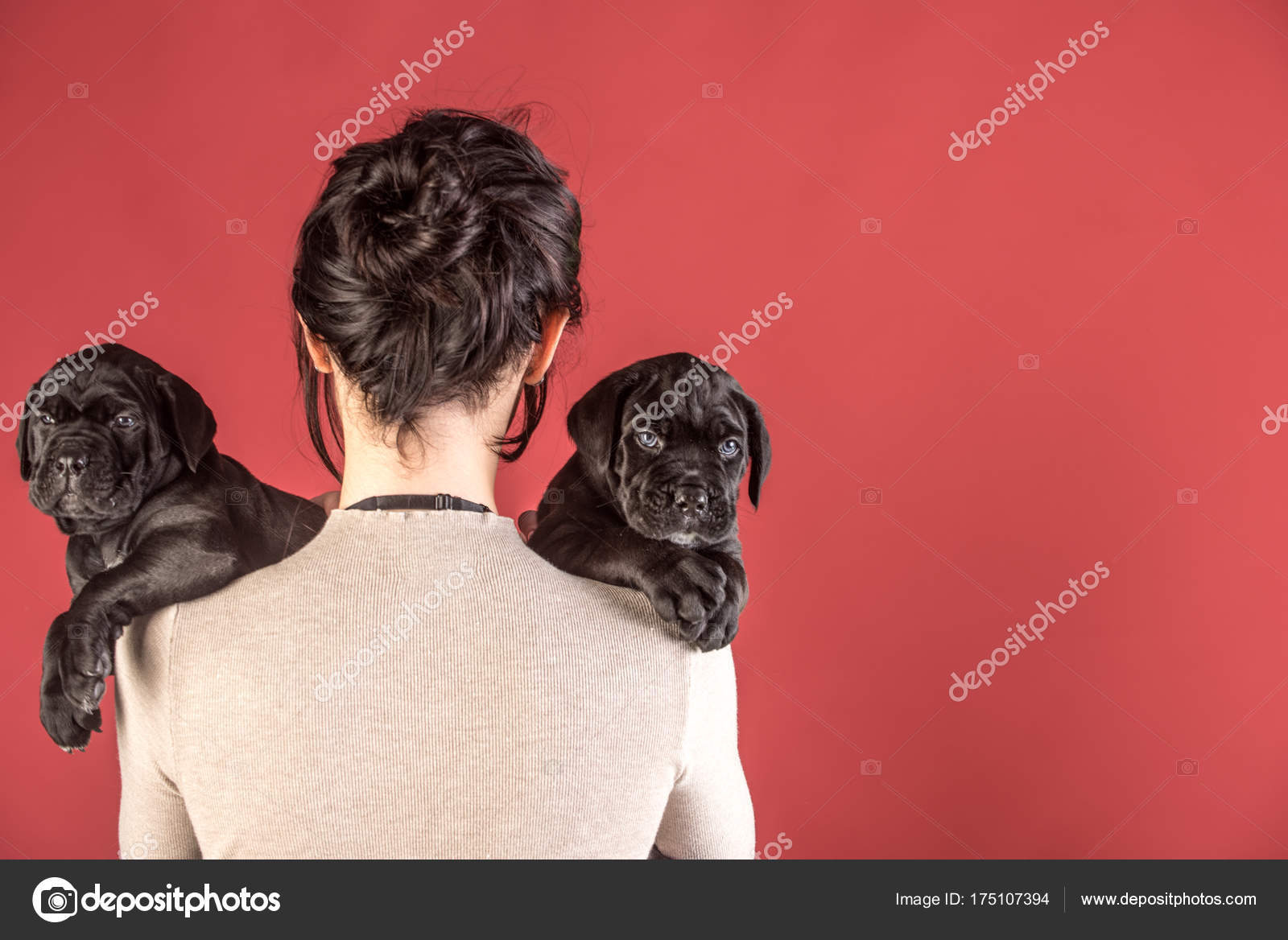 Cane Corso Puppy At Female Hand Stock Photo Tverdohlib