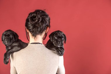 Cane corso köpek kadın el at.
