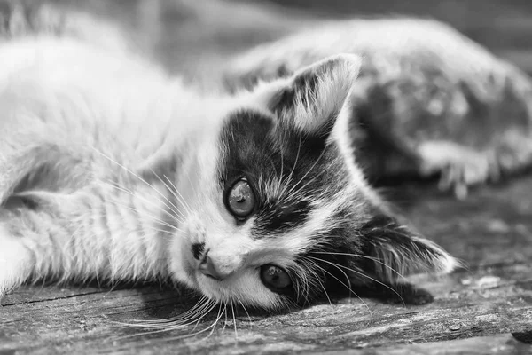 Niedliche Kätzchenkatze liegt auf Holzbrett — Stockfoto