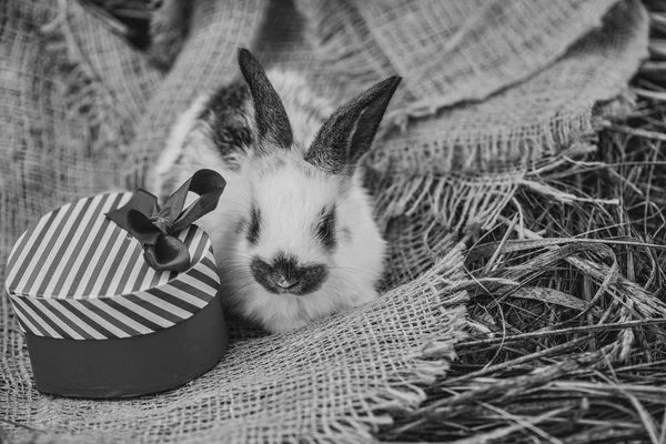 Niedliches Kaninchen liegt mit rotem Herz-Geschenkkarton auf Sacktuch — Stockfoto