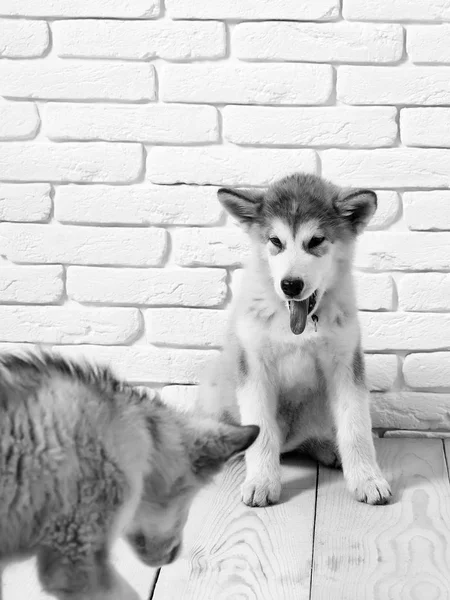 Husky-Hunde auf Holzboden — Stockfoto