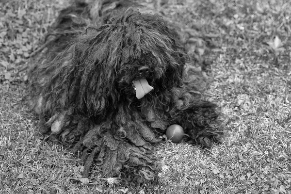 Velký černý pes puli — Stock fotografie