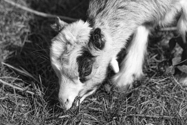 Geten äter gräs — Stockfoto