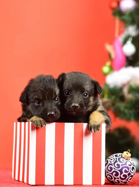 Année chien, animal de compagnie et animal sur fond rouge . — Photo