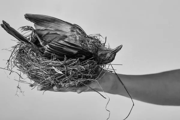 Zangvogels stro nest — Stockfoto