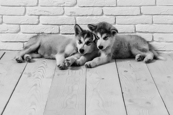 Собаки породы хаски на дрова с бриками — стоковое фото