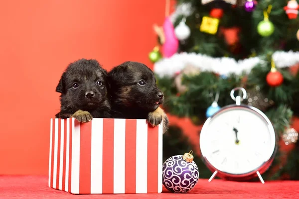 Année du chien, célébration des fêtes . — Photo