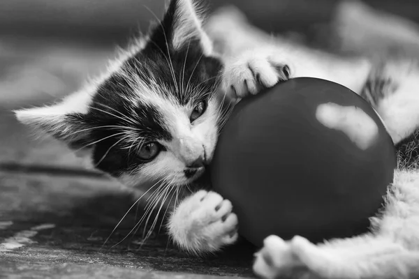 Gatinho bonito que joga com bola amarela — Fotografia de Stock