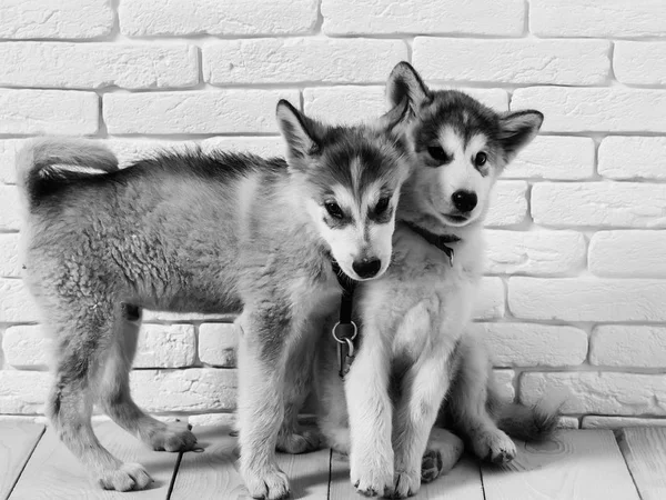Husky dogs on wood with bricks — Stock Photo, Image
