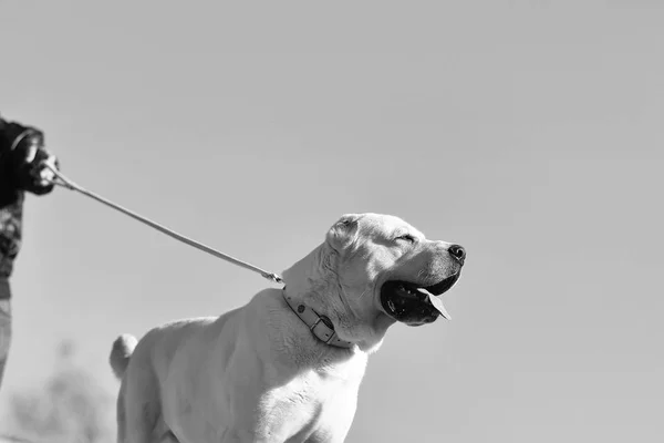 Lindo perro pasea con correa — Foto de Stock