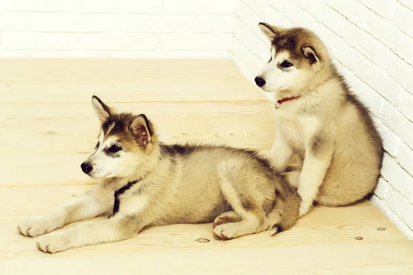 Cães husky no chão de madeira — Fotografia de Stock