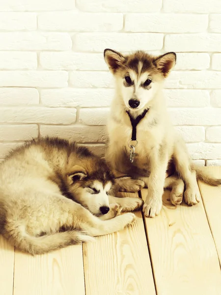 Cães husky em madeira com tijolos — Fotografia de Stock