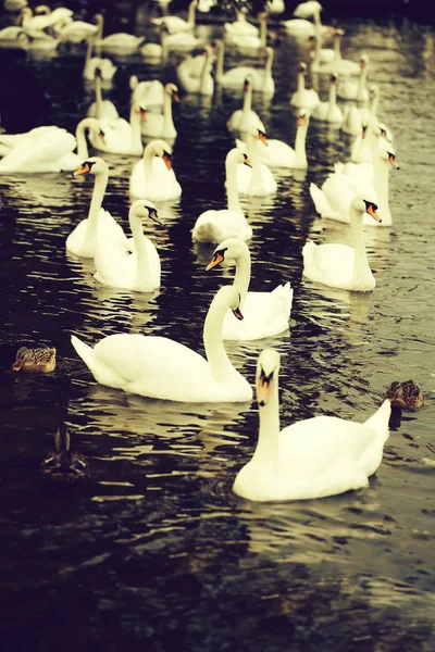 Cisnes e patos mudos — Fotografia de Stock