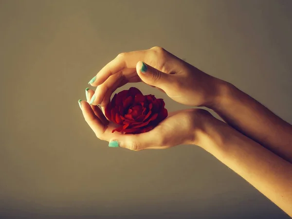 Kobiece ręce z czerwoną różą — Zdjęcie stockowe
