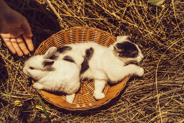 약간의 재미 있는 토끼와 고양이 — 스톡 사진