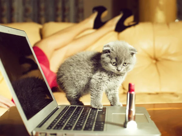 Kitten op laptop met lippenstift — Stockfoto