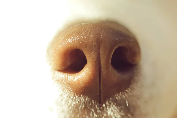 Funny dogs nose — Stock Photo, Image