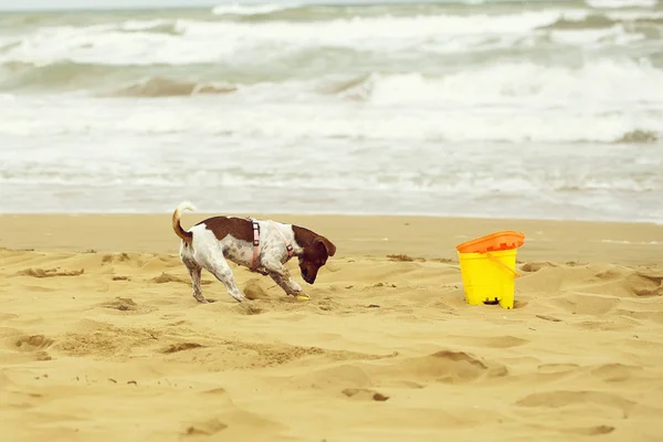 Dog digging in sand — Stock Photo, Image