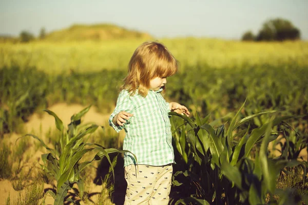 Petit garçon dans le champ vert de maïs ou de maïs — Photo