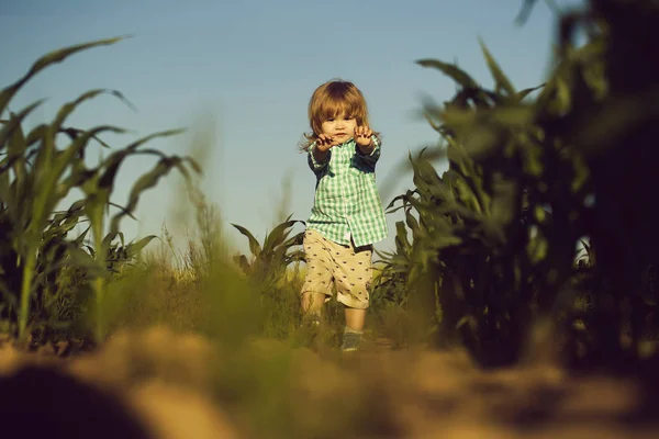 Petit garçon dans le champ vert de maïs ou de maïs — Photo