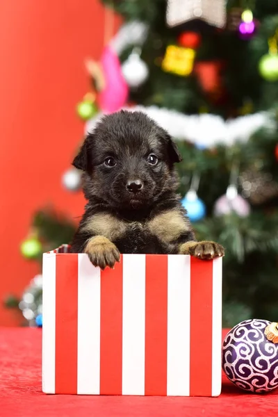 Új év-kutya, kiskutya-jelen karácsonyi box — Stock Fotó