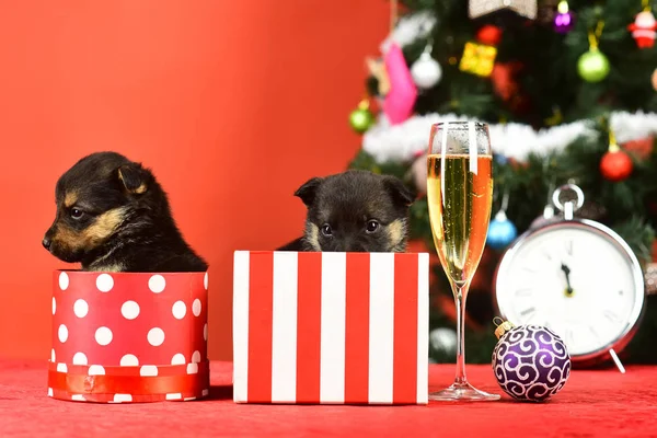 Année du chien, fête avec champagne dans un verre à vin . — Photo