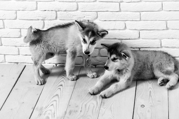 Chiens husky sur bois avec briques — Photo