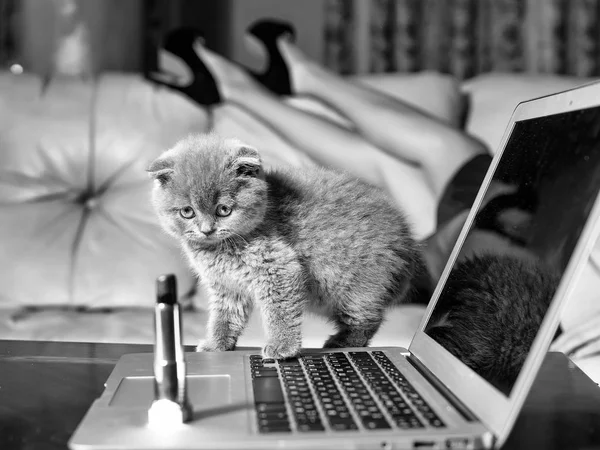 Kitten on laptop with lipstick — Stock Photo, Image