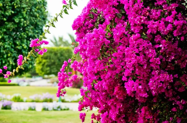 Fiore o fiore rosa nella giornata di sole su sfondo naturale — Foto Stock