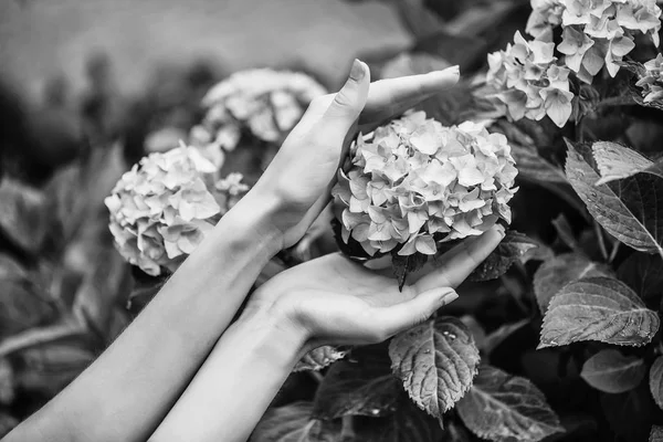 Γυναικεία χέρια touch hydrangea ανθίζει — Φωτογραφία Αρχείου