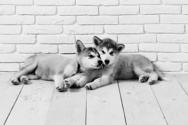 Husky dogs on wood with bricks — Stock Photo, Image