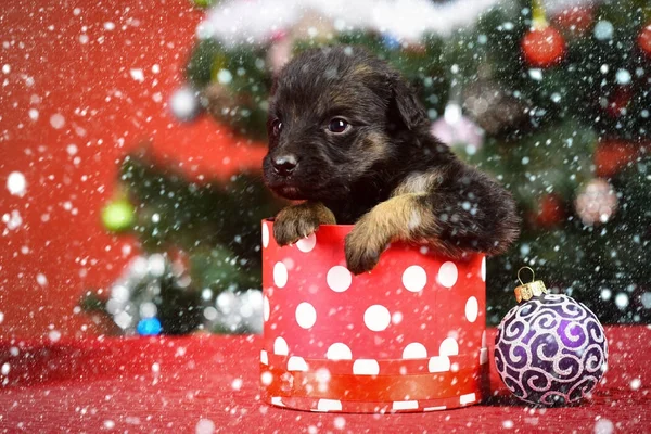 Journée de boxe et fête de Noël d'hiver . — Photo