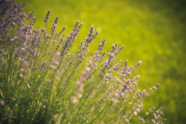 Çiçekli, bloom, aroma kavramı
