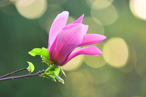 Magnolia flower purple blossom on bokeh natural background. — Stock Photo, Image