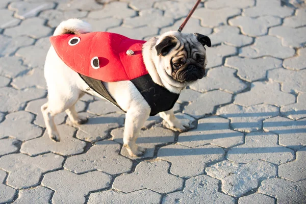 Cane o pugdog in cappotto rosso camminano sul marciapiede — Foto Stock