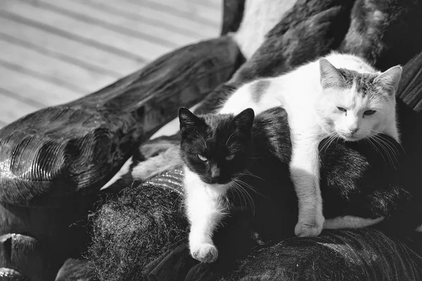 Dvě kočky odpočinku v křesle — Stock fotografie