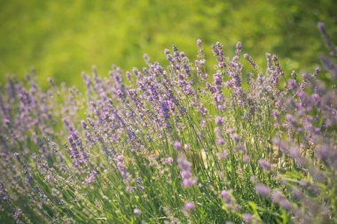 Çiçekli, bloom, aroma kavramı