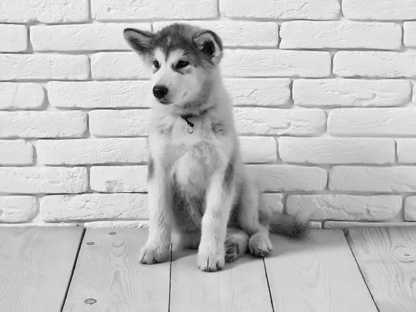 Cão husky em madeira com tijolos — Fotografia de Stock