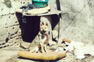 Büyük köpek zinciri üzerinde oturur