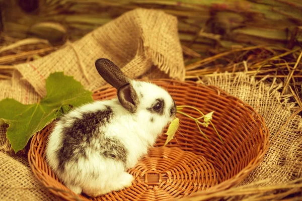 Mignon lapin assis dans un bol en osier — Photo