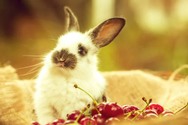 Mignon lapin assis avec des baies de cerise — Photo