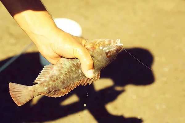 Férfi kezében tartja a friss tengeri halakat — Stock Fotó