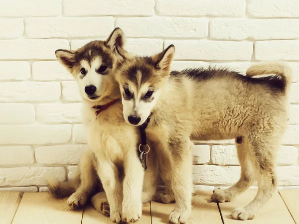 Tuğla ile ahşap üzerine Husky köpek — Stok fotoğraf