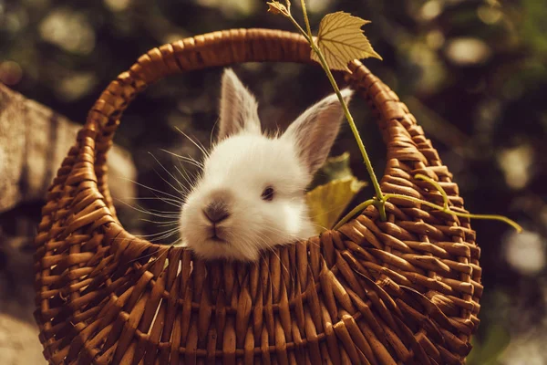 有趣的小兔子兔子 — 图库照片